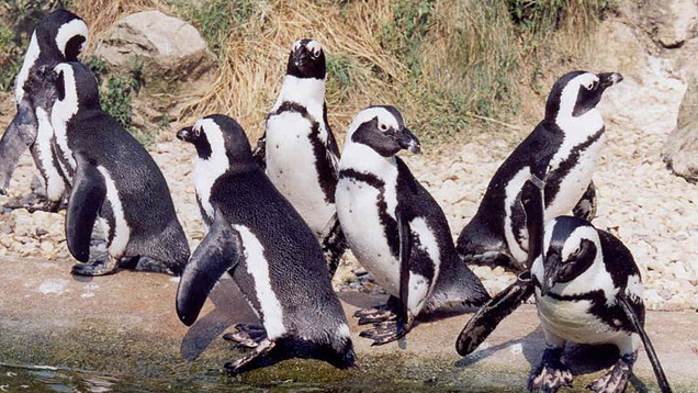 Zwei homosexuelle Pinguine sind Stoff für ein Kinderbuch, das in Singapur aus den Bücherregalen verschwunden ist. Das deutsche Pendant wird für Kinder ab 3 Jahren empfohlen