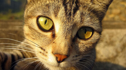 Lustige Videos mit Katzen werden in sozialen Medien häufig geteilt und kommentiert