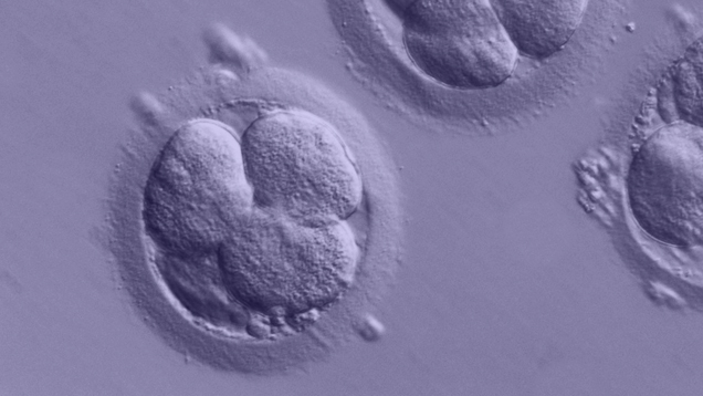 Embryonen könnten zukünftig auch ohne Beteiligung männlicher und weiblicher Zellen gezüchtet werden