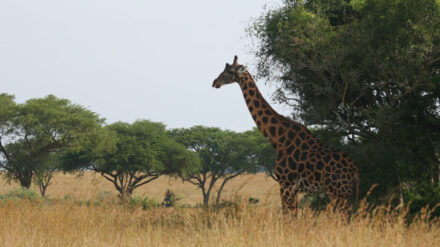 Hoch hinaus: Die Höherentwicklung von Lebewesen kann die Evolutionstheorie nur unbefriedigend erklären, sagen ihre Kritiker.