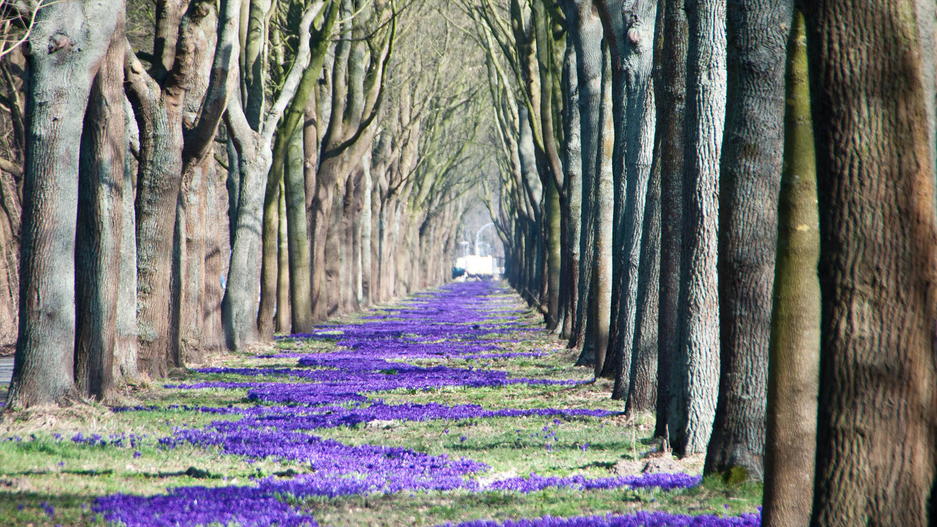 Alleen Frauen Blumen