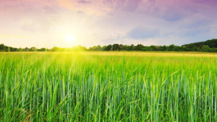 Über ein weites Feld sei er gelaufen, beschreibt der Amerikaner Trenton McKinley sein Nahtoderlebnis