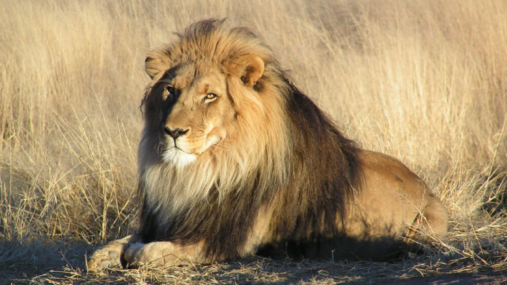 Die Mähne gilt als das typische Kennzeichen für Löwen. Nur die Männchen tragen sie.