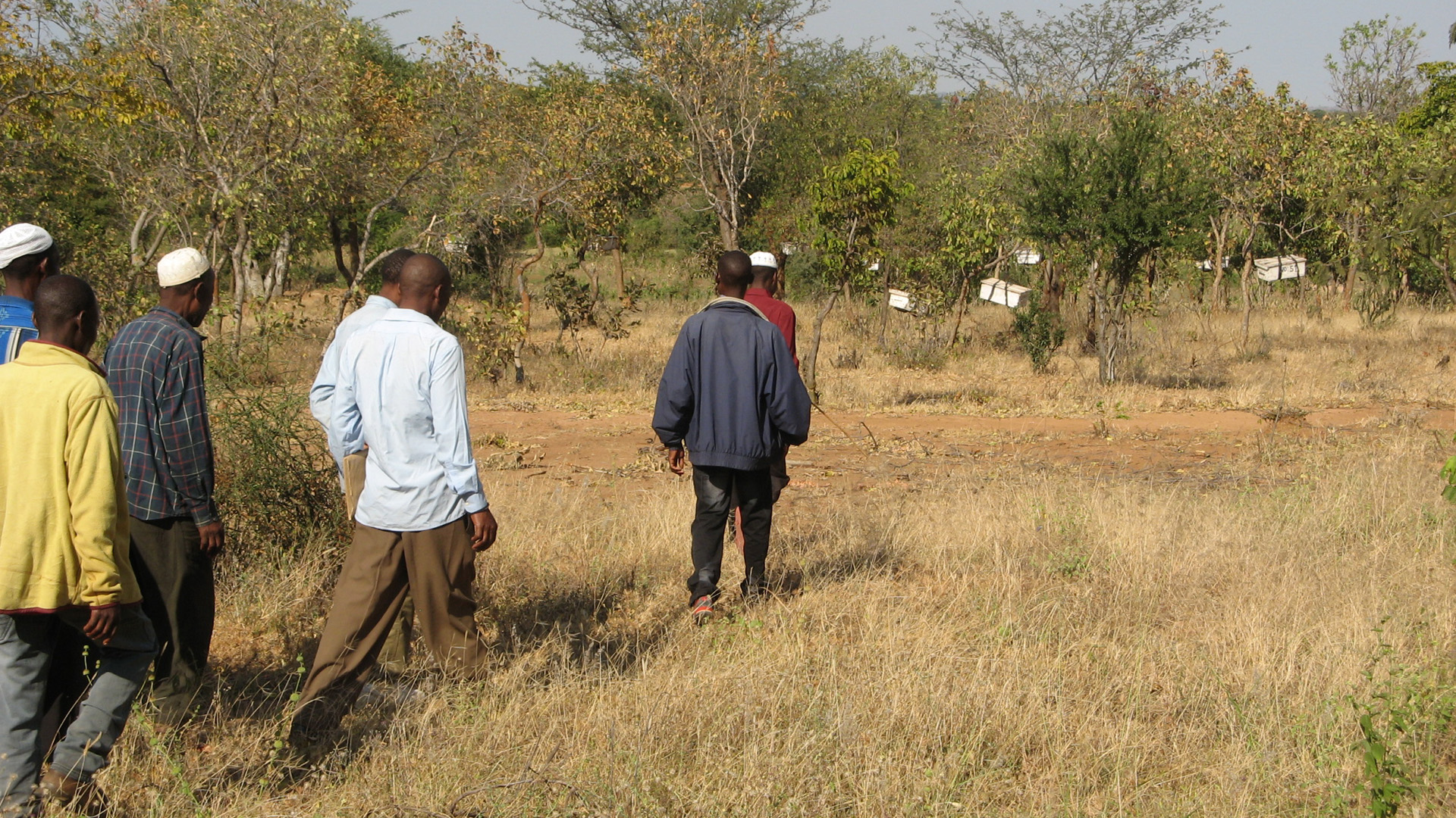 Zusammen mit seinem Team schaffte Rinaudo es, sieben Milionen Hektar Land wieder zu begrünen