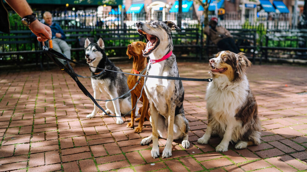 Hunde in einem Park in New York