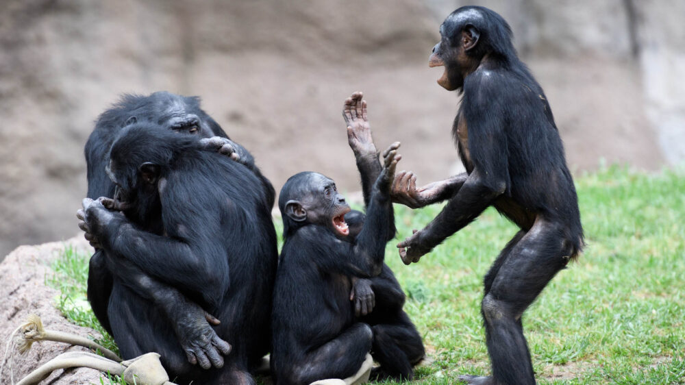 Wenn sich Prominente kritisch zur Evolutionstheorie äußern, färbt das auf andere ab, wollen Forscher aus Kanada herausgefunden haben