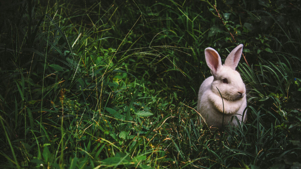 Der Hase hat sich als Symboltier für Ostern durchgesetzt. Theologisch gesehen ist das Lamm eigentlich das passendere Tier.