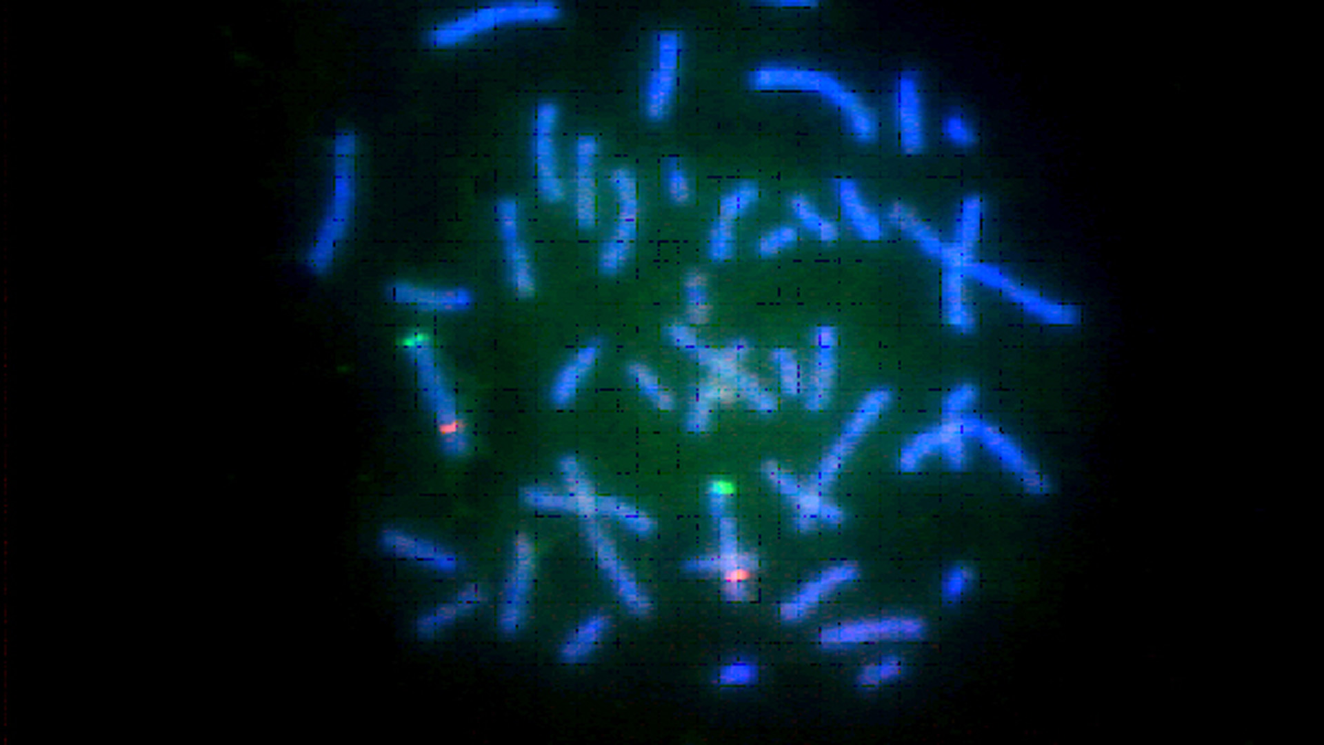 Chromosomen sind die Bestandteile einer Zelle, auf denen die DNA, das Erbgut, liegt. Sie lassen sich mit chemischen Reaktionen farblich markieren – hier leuchtet das Chromosomenpaar Nr. 5 grün und rot. Der Mensch hat 46 Chromosomen, davon zwei, die das Geschlecht bestimmen.