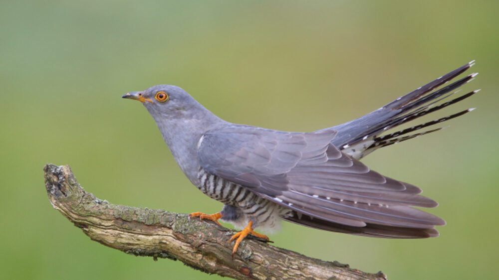 Der Kuckuck ist ein Vogel besonderer Art: Er brütet seine Eier nicht selbst aus, sondern legt sie in das Nest eines kleineren Vogels, der dann die Brutpflege übernimmt. Dafür kann der Kuckuck Eier in verschiedenen Farben legen – passend zu denen des Wirtes.