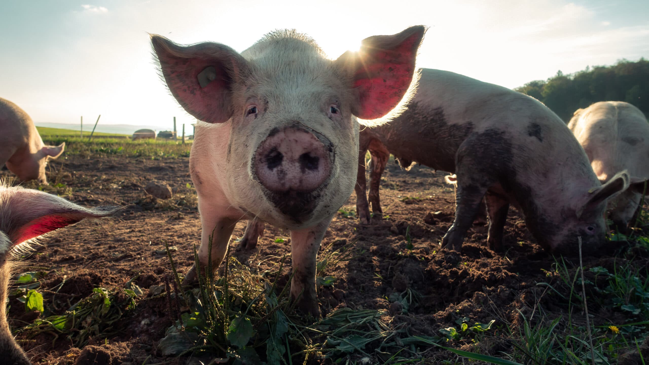 60,2 Kilogramm Fleisch konsumieren die Deutschen im Schnitt jährlich