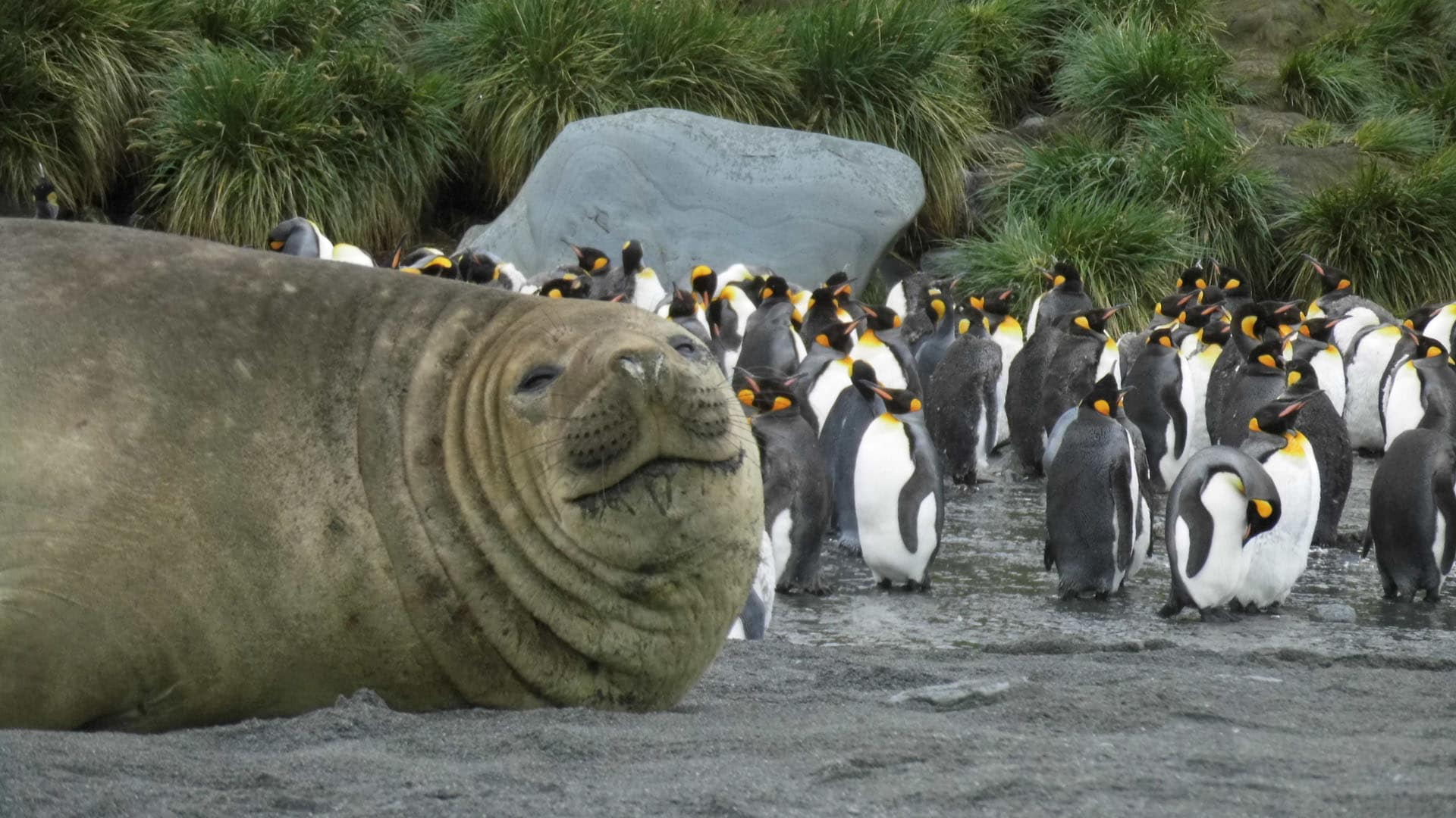 Ein Seeelefant und Königspinguin auf der Insel Südgeorgien