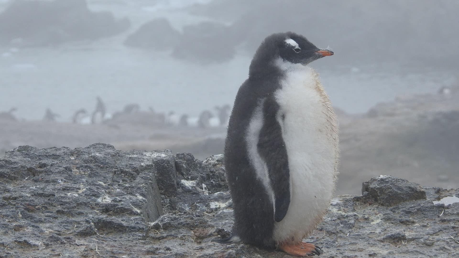 Eselspinguine am Naturhafen Port Lockroy im Britischen Antarktisterritorium