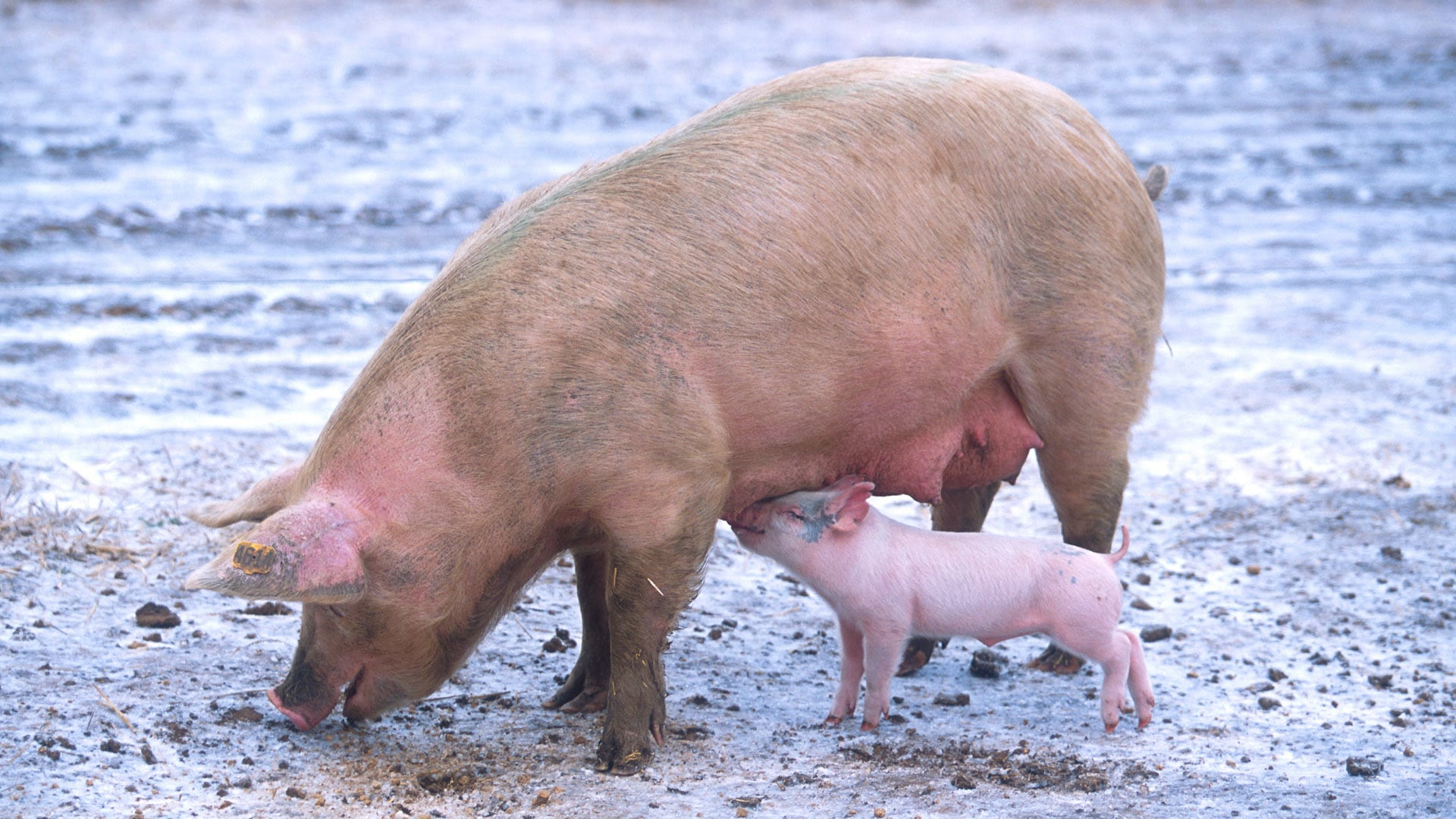 Schlecht fürs Klima? Sau mit Ferkel