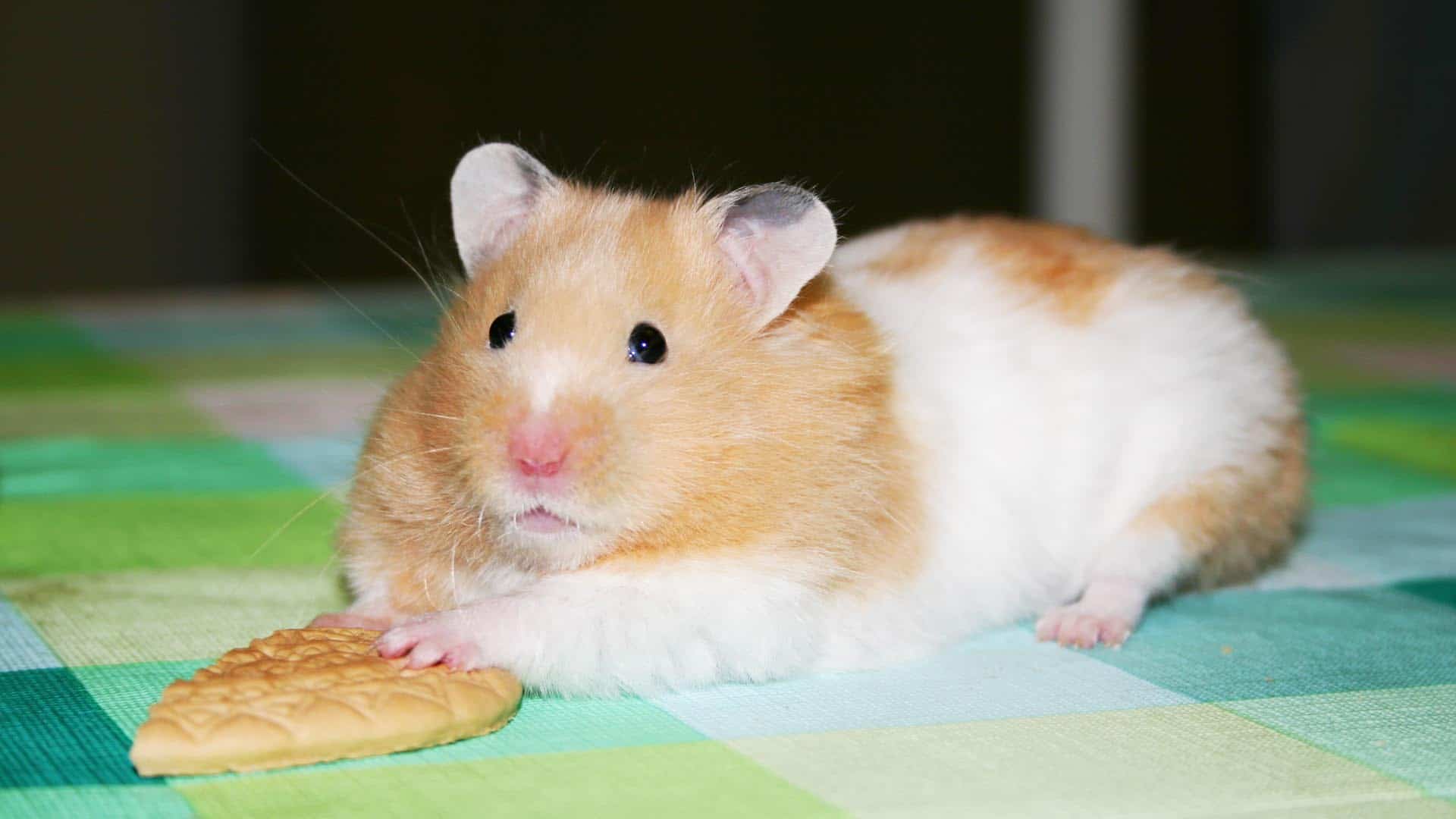 Hamster mit Keks