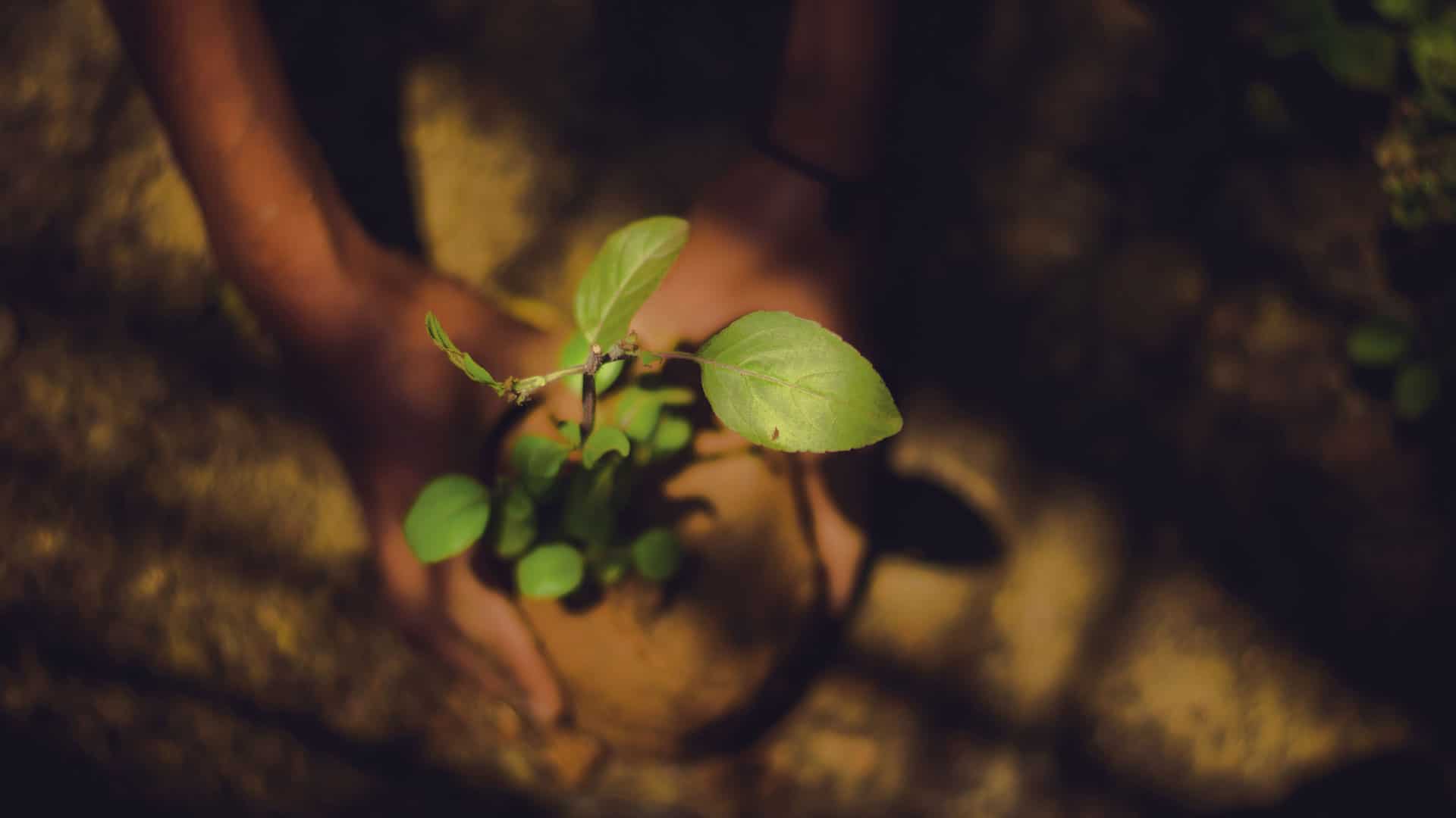 Pflanzen stehen für Wachstum und Hoffnung - auch in dieser schwierigen Zeit