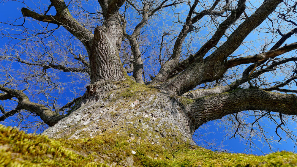 Katholische Kirche: Mehr Engagement beim Klimaschutz