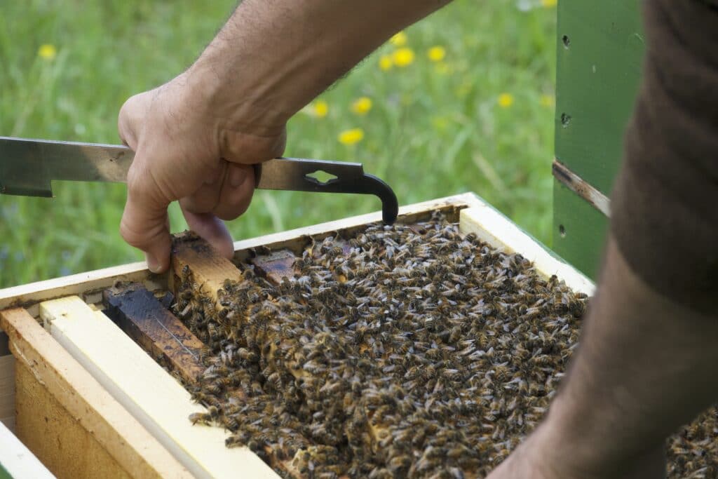 Bienenstock, Wabe, Bienen, Honig, Imkerei