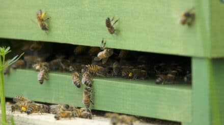 Bienen, Bienenstock, Honig