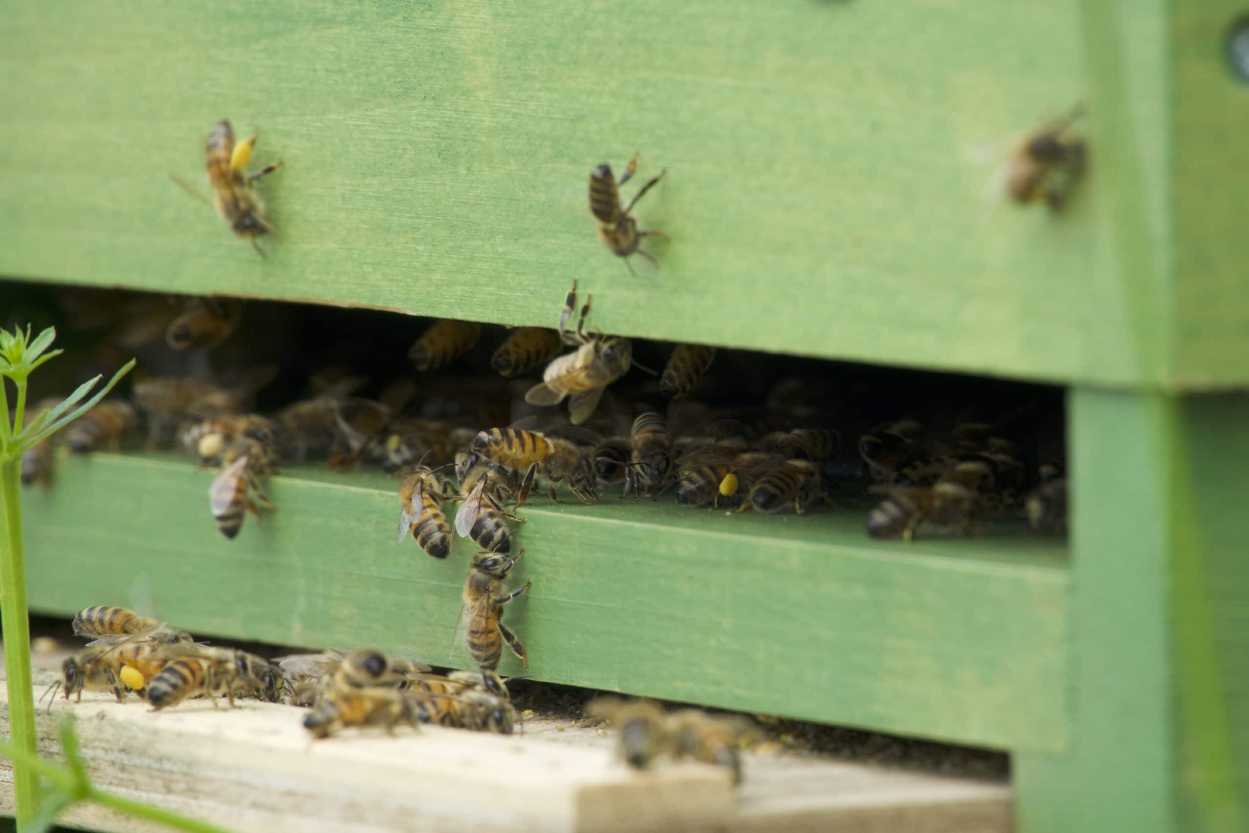 Bienen, Bienenstock, Honig