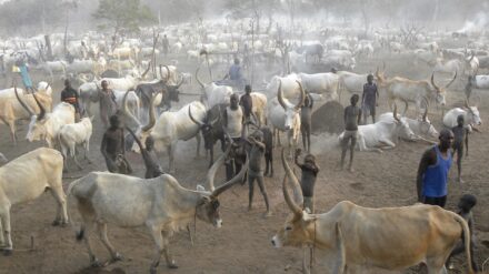 Rinderherde im Südsudan