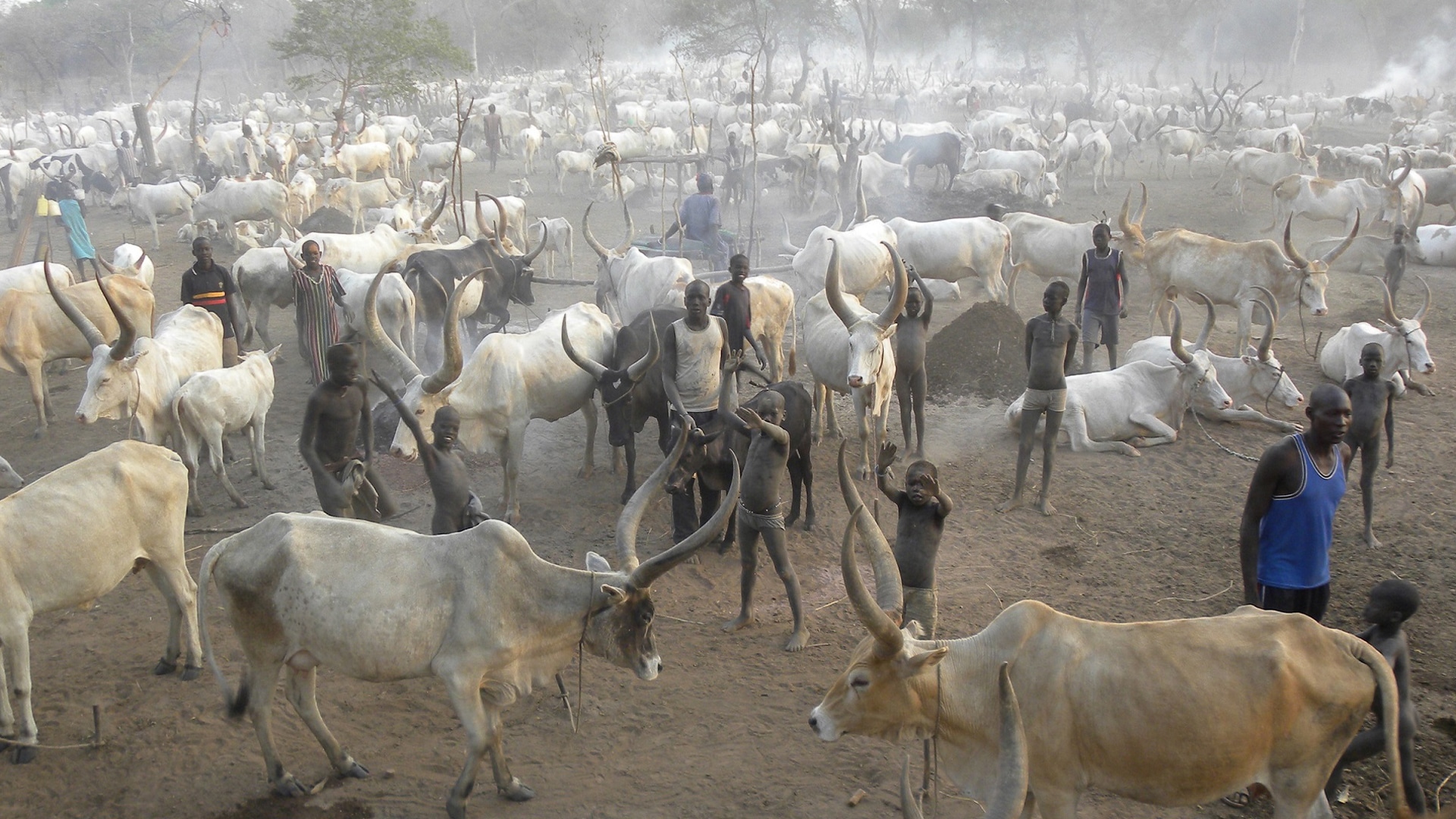 Rinderherde im Südsudan