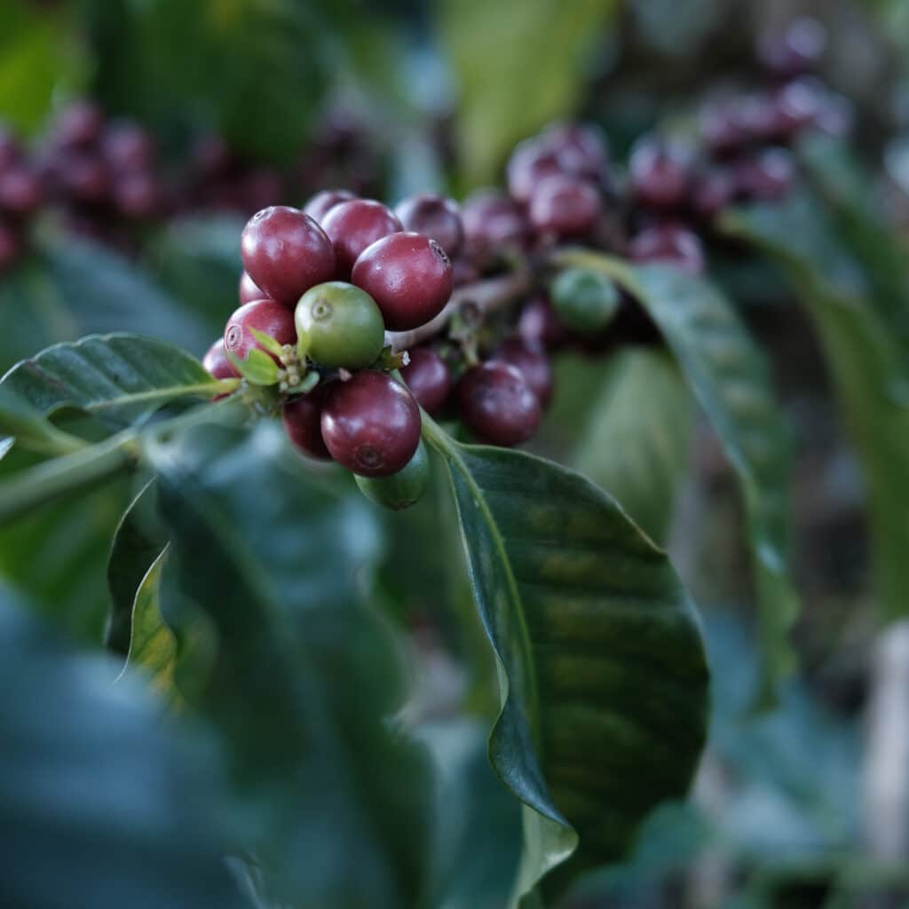 Kaffeekirschen am Busch