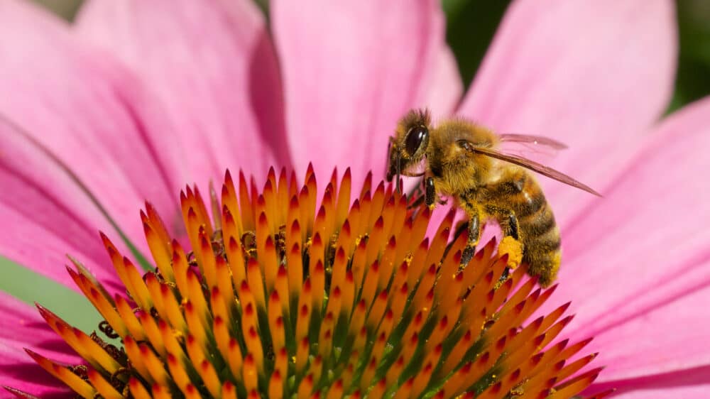 Biene auf einer Blüte