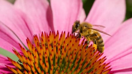 Biene auf einer Blüte