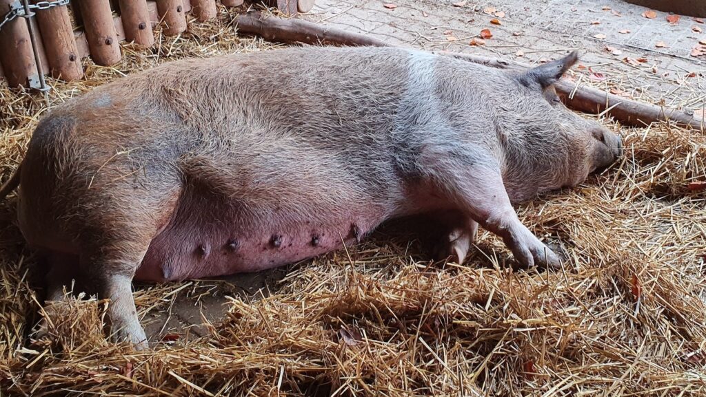 Husumer Protestschwein, Sau, Tier in der Bibel