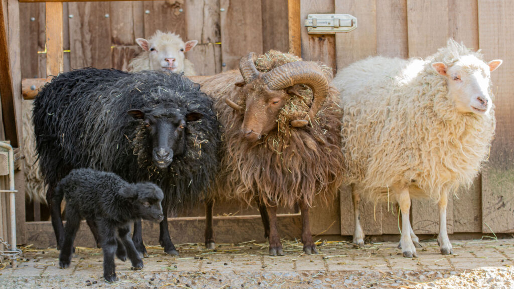 Skudden, Schafe, Lamm, Tier in der Bibel