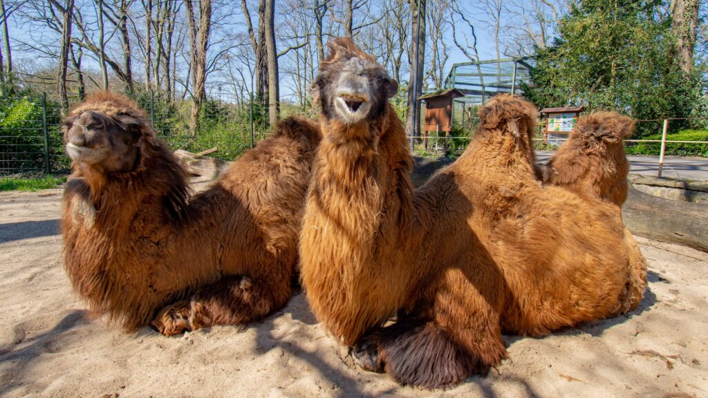 Trampeltier, Zoo Dortmund, Kamel, Tier in der Bibel