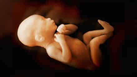 Embryo, Baby