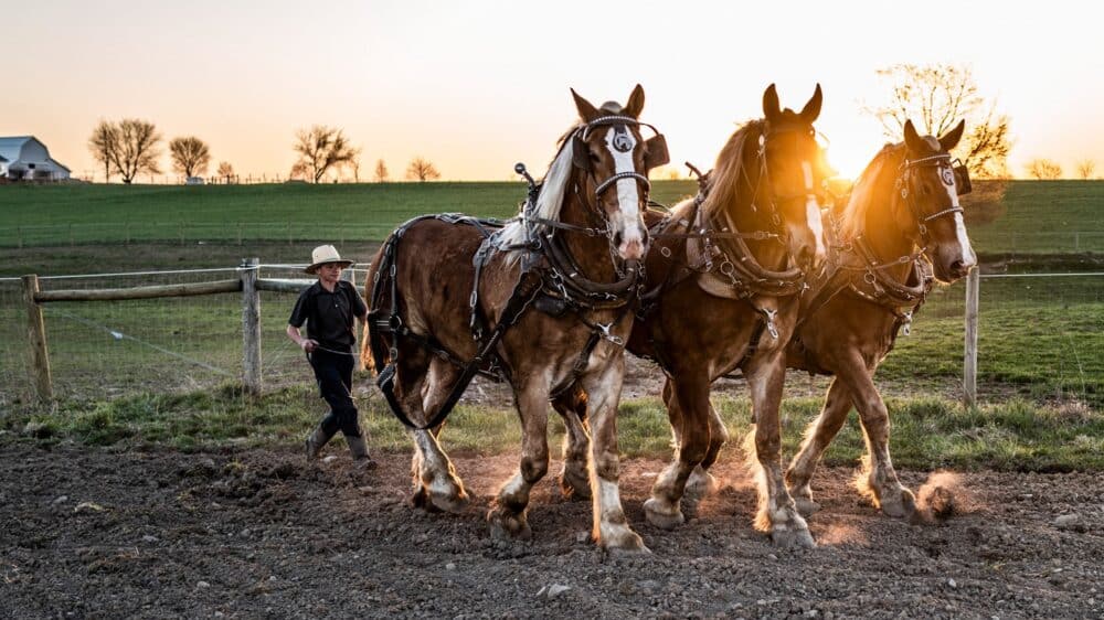 Das Leben der Amish