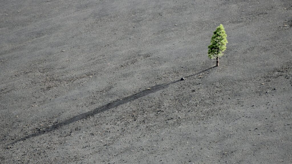 Baum in der Oednis