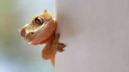Gecko