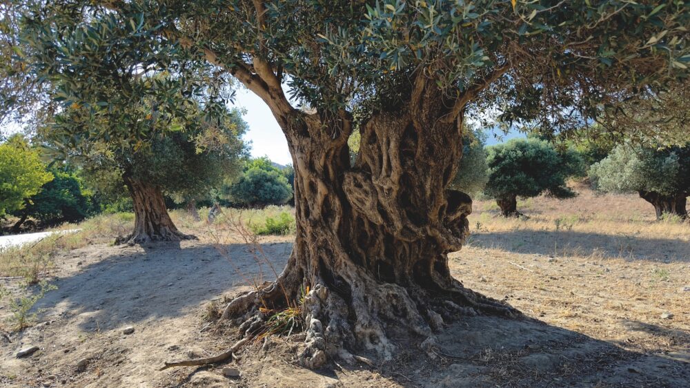 Ölbaum