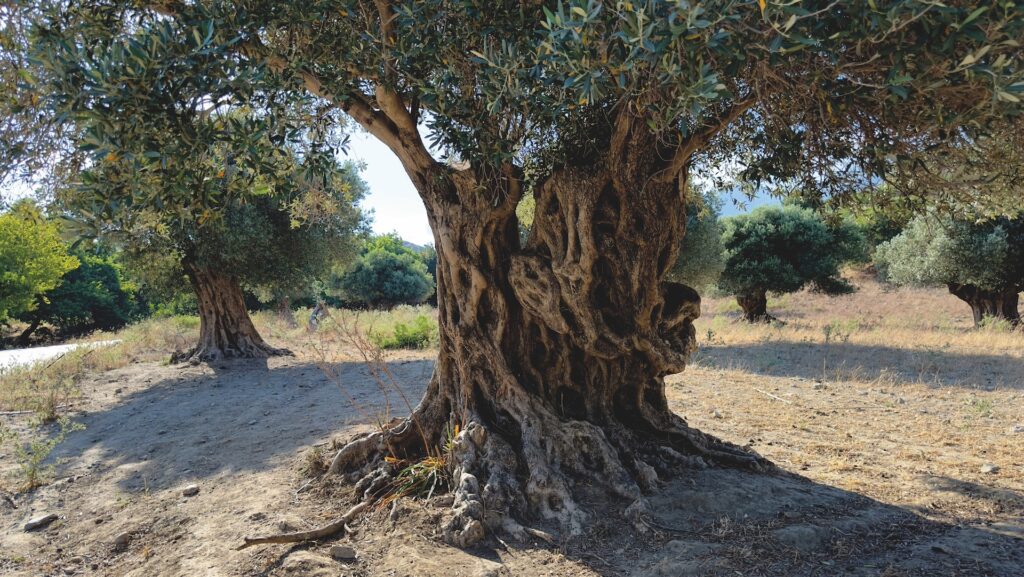 Ölbaum