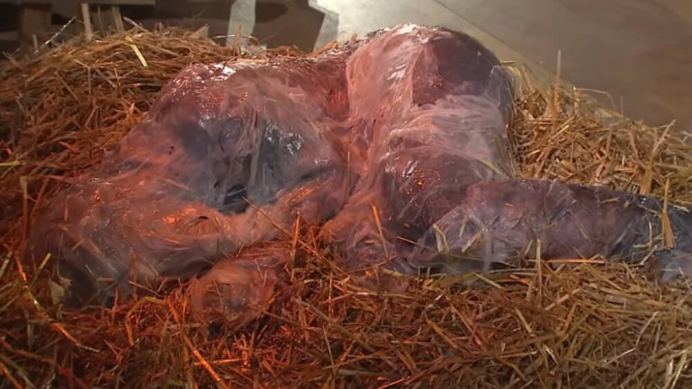 Interpretation der Krippenszene der Künstlerin Milena Lorek. Auf Stroh liegt ein in nasses Reispapier gehüllter Mensch.